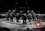 Immagine di Circus Show in Inghilterra Regno Unito, 1949, secondo 9 filmato di repertorio 65675073139