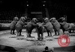Immagine di Circus Show in Inghilterra Regno Unito, 1949, secondo 10 filmato di repertorio 65675073139