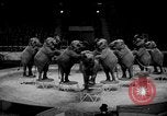 Immagine di Circus Show in Inghilterra Regno Unito, 1949, secondo 11 filmato di repertorio 65675073139