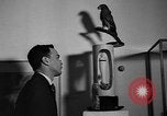Standbild Malerei Ausstellung New York United States USA, 1936, aus Sekunde 49 historischem Filmmaterial Videoclip 65675073144