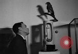 Standbild Malerei Ausstellung New York United States USA, 1936, aus Sekunde 50 historischem Filmmaterial Videoclip 65675073144