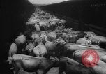 Immagine di La spedizione dei capi di bestiame United States USA, 1945, secondo 9 filmato di repertorio 65675073173