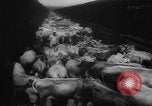 Immagine di La spedizione dei capi di bestiame United States USA, 1945, secondo 10 filmato di repertorio 65675073173