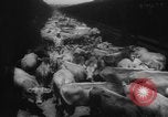 Immagine di La spedizione dei capi di bestiame United States USA, 1945, secondo 12 filmato di repertorio 65675073173