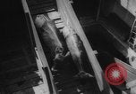 Immagine di La spedizione dei capi di bestiame United States USA, 1945, secondo 43 filmato di repertorio 65675073173
