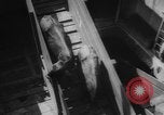 Immagine di La spedizione dei capi di bestiame United States USA, 1945, secondo 44 filmato di repertorio 65675073173