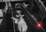 Immagine di La spedizione dei capi di bestiame United States USA, 1945, secondo 46 filmato di repertorio 65675073173