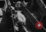 Immagine di La spedizione dei capi di bestiame United States USA, 1945, secondo 47 filmato di repertorio 65675073173