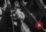 Immagine di La spedizione dei capi di bestiame United States USA, 1945, secondo 48 filmato di repertorio 65675073173