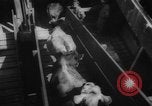 Immagine di La spedizione dei capi di bestiame United States USA, 1945, secondo 49 filmato di repertorio 65675073173