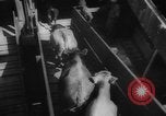 Immagine di La spedizione dei capi di bestiame United States USA, 1945, secondo 50 filmato di repertorio 65675073173