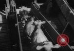 Immagine di La spedizione dei capi di bestiame United States USA, 1945, secondo 51 filmato di repertorio 65675073173