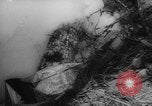 Image of Japanese prisoners Okinawa Ryukyu Islands, 1945, second 30 stock footage video 65675073177