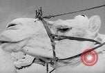 Image Meharistes le Hoggar Algérie, 1954, de la seconde 30 séquences d'archives historiques vidéo 65675073200