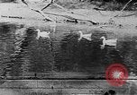 Image of Rock Creek Park and Hains Point Washington DC USA, 1950, second 28 stock footage video 65675073234