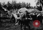 Image of United States Marines Haiti West Indies, 1924, second 21 stock footage video 65675073260