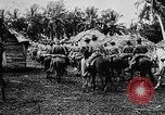 Image of United States Marines Haiti West Indies, 1924, second 30 stock footage video 65675073260
