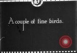 Image of gamecock fight Haiti West Indies, 1924, second 33 stock footage video 65675073268