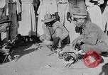 Image of gamecock fight Haiti West Indies, 1924, second 42 stock footage video 65675073268