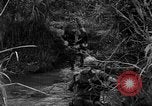 Image of Vietcong captured by Marines Vietnam, 1967, second 31 stock footage video 65675073301