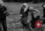 Image of Vietcong captured by Marines Vietnam, 1967, second 54 stock footage video 65675073301