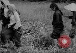 Image of Vietcong captured by Marines Vietnam, 1967, second 56 stock footage video 65675073301