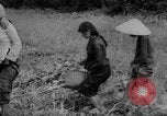 Image of Vietcong captured by Marines Vietnam, 1967, second 57 stock footage video 65675073301