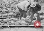 Immagine di Massacro Gardelegen sepoltura di massa Gardelegen Germania, 1945, secondo 35 filmato di repertorio 65675073348