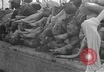 Image au camp de concentration de Buchenwald Allemagne, 1945, de la seconde 29 séquences d'archives historiques vidéo 65675073354