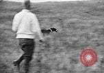Standbild English Springer Spaniels Verbank New York USA, 1935, aus Sekunde 42 historischem Filmmaterial Videoclip 65675073365