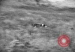 Standbild English Springer Spaniels Verbank New York USA, 1935, aus Sekunde 44 historischem Filmmaterial Videoclip 65675073365