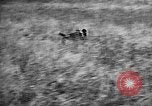 Standbild English Springer Spaniels Verbank New York USA, 1935, aus Sekunde 45 historischem Filmmaterial Videoclip 65675073365