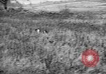 Standbild English Springer Spaniels Verbank New York USA, 1935, aus Sekunde 47 historischem Filmmaterial Videoclip 65675073365
