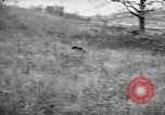 Standbild English Springer Spaniels Verbank New York USA, 1935, aus Sekunde 58 historischem Filmmaterial Videoclip 65675073365