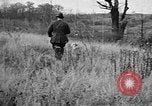 Immagine di English Springer épagneuls Verbank New York USA, 1935, secondo 13 filmato di repertorio 65675073366