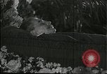 Image Joseph Staline Moscou Russie Union Soviétique, 1953, de la seconde 26 séquences d'archives historiques vidéo 65675073435