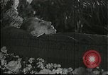 Image Joseph Staline Moscou Russie Union Soviétique, 1953, de la seconde 28 séquences d'archives historiques vidéo 65675073435