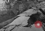 Image of tractor plows Holland Netherlands, 1954, second 17 stock footage video 65675073518