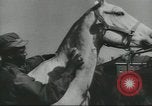 Image of full honor funeral Washington DC USA, 1958, second 61 stock footage video 65675073538