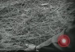 Image of Special Forces soldiers United States USA, 1955, second 32 stock footage video 65675073602