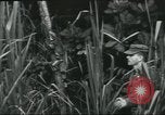 Image of Special Forces soldiers United States USA, 1955, second 33 stock footage video 65675073602