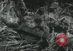 Image of Special Forces soldiers United States USA, 1955, second 36 stock footage video 65675073602