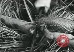 Image of Special Forces soldiers United States USA, 1955, second 38 stock footage video 65675073602