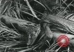 Image of Special Forces soldiers United States USA, 1955, second 39 stock footage video 65675073602