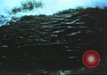 Image of Medal of Honor Virginia United States USA, 1968, second 6 stock footage video 65675073609