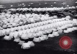 Image Bjornsson Sveinn Reykjavik Islande, 1944, de la seconde 14 séquences d'archives historiques vidéo 65675073836