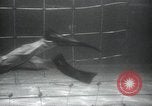 Image of British frogmen United Kingdom, 1945, second 23 stock footage video 65675073845