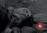 Image of Barracks and victims at Wöbbelin Concentration Camp Ludwigslust Germany, 1945, second 23 stock footage video 65675073879