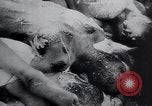 Image of Dwight D Eisenhower Weimar Germany, 1945, second 61 stock footage video 65675073943