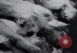 Image of Dwight D Eisenhower Weimar Germany, 1945, second 62 stock footage video 65675073943